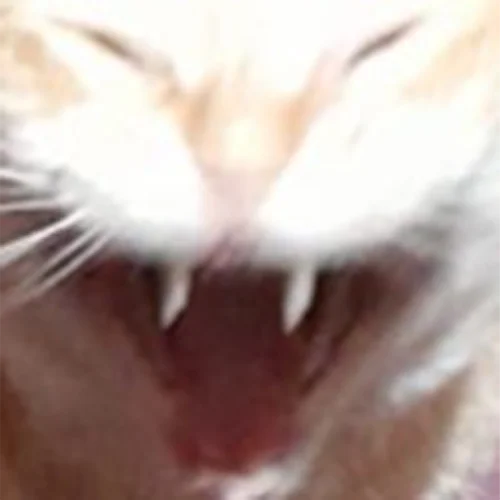 gata